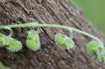 Wild comfrey